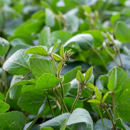 ES 0990 RR Soybean