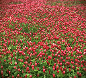 Kentucky Pride™ Crimson Clover