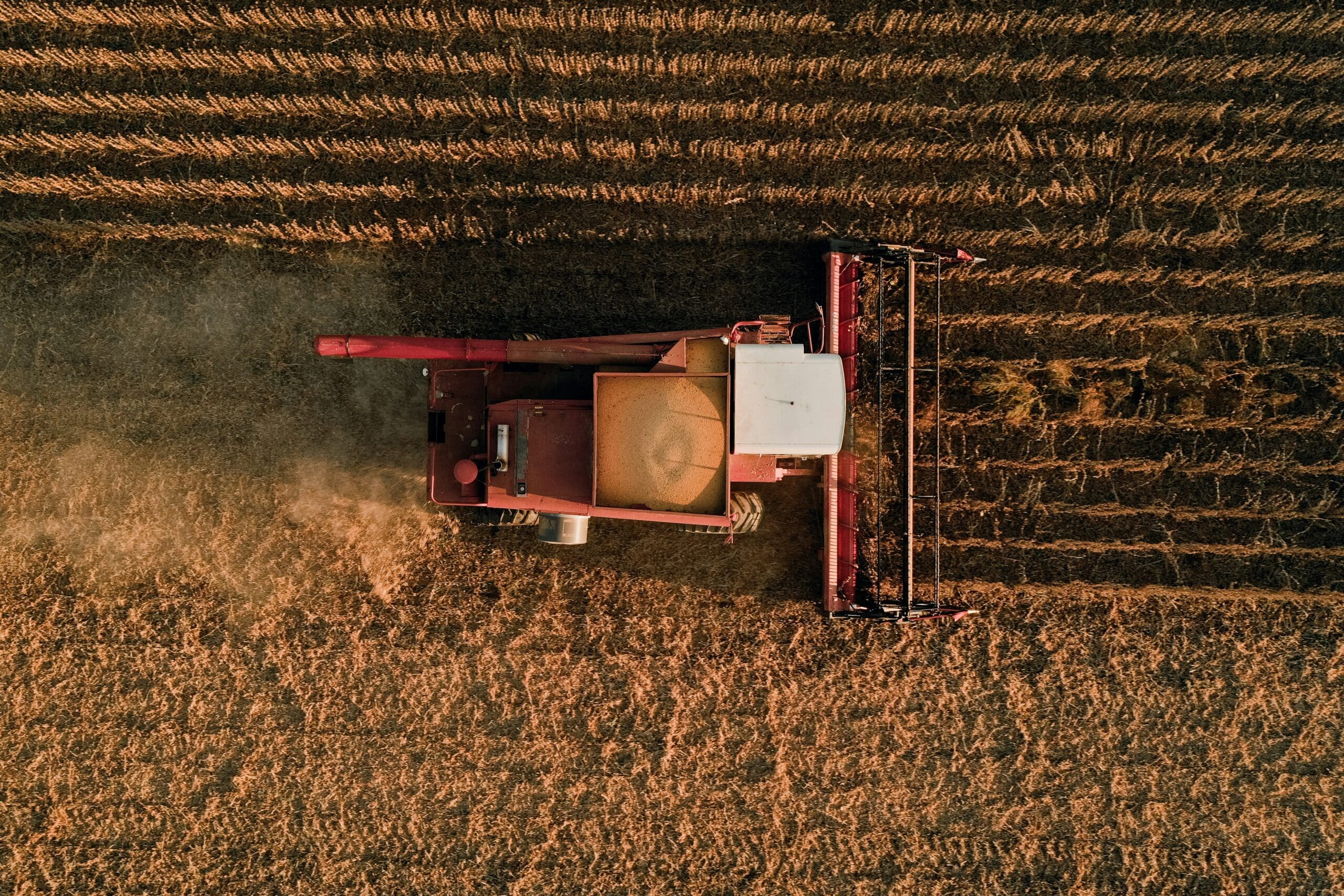 ESCO AG Beans: ES 5519 RR - Southern Full Season