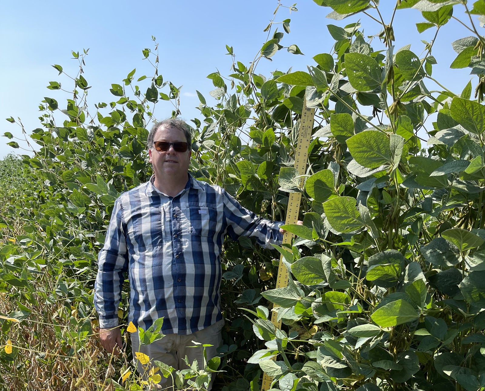 Everest™ Non-GMO Forage Soybean