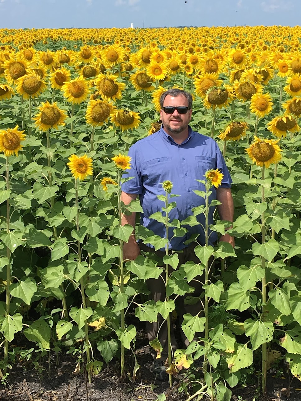 GRAND CHAMPION™ Clearfield® Hybrid Treated Sunflowers - 10 lb. bag