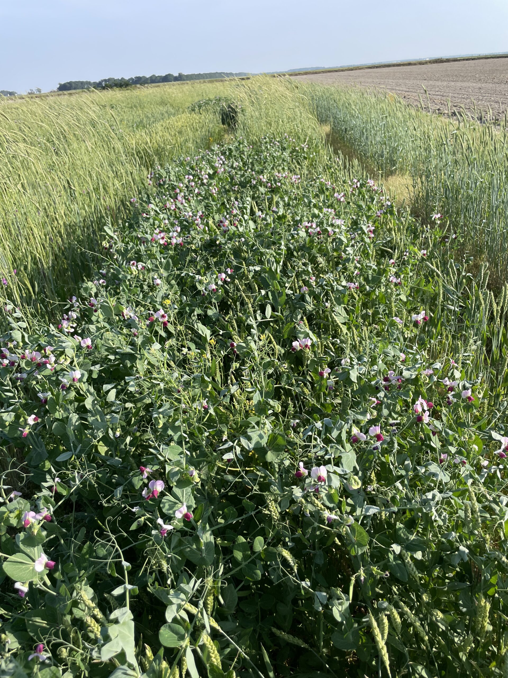 Austrian Winter Peas