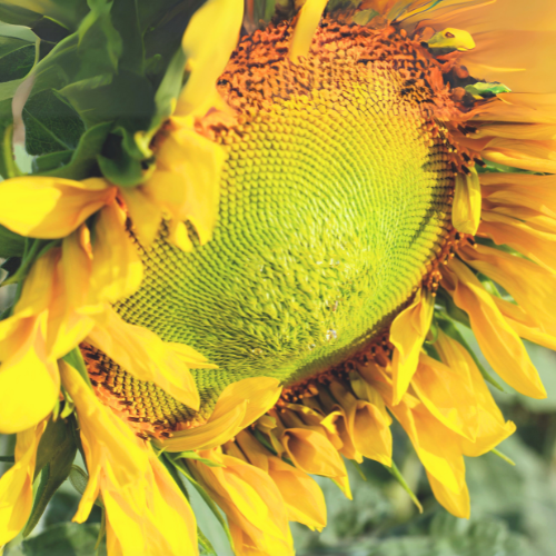 GRAND CHAMPION™ Clearfield® Hybrid Sunflowers - Untreated 25# Bag