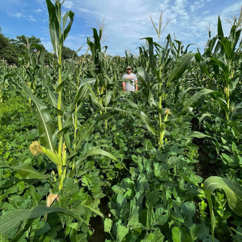 Green and Gold™ South (Glyphosate Tolerant Soybean and Corn)
