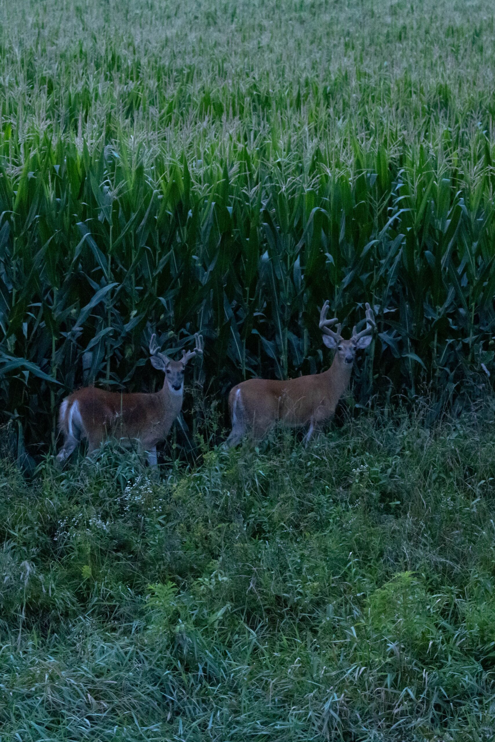 Roundup Ready®/Liberty Link® Corn 109 day
