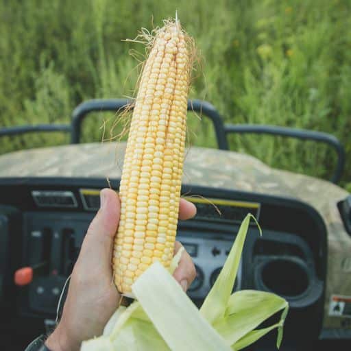 Roundup Ready®/Liberty Link® Tolerant Corn - 98-Day