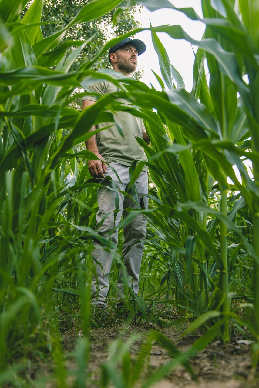 Feather Fuel™ Dwarf Waterfowl Corn (RR/LL)