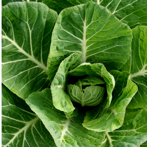 Forage Collards