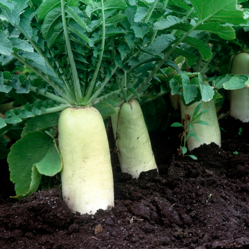 Daikon Radish