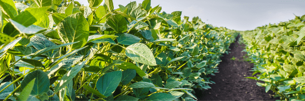 ENLIST® E3 Soybeans - ES 56E24