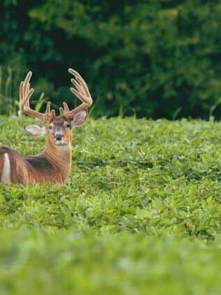 FORAGE FLEX™ - SOUTH